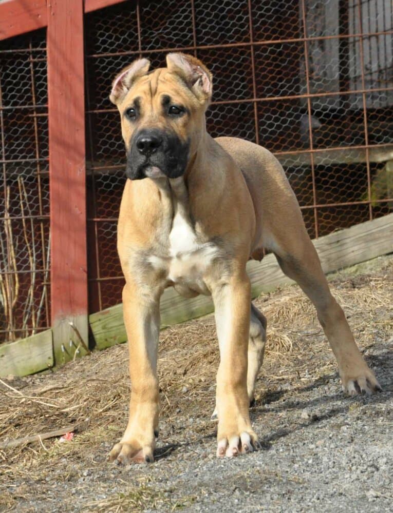 FAYA DE PERRO DE LA TIERRA 1