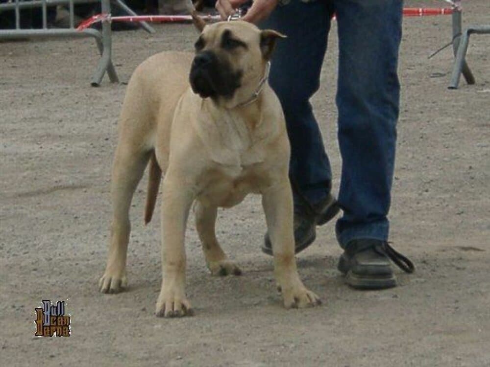 SURRON DE BARNACAN BULL 1