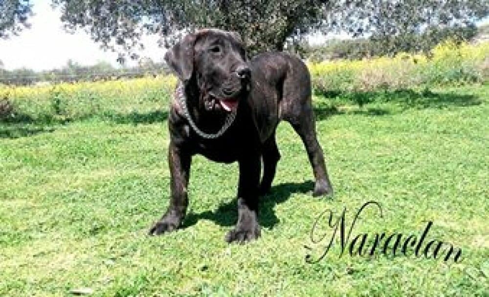 CONGO DE NARALCAN 1