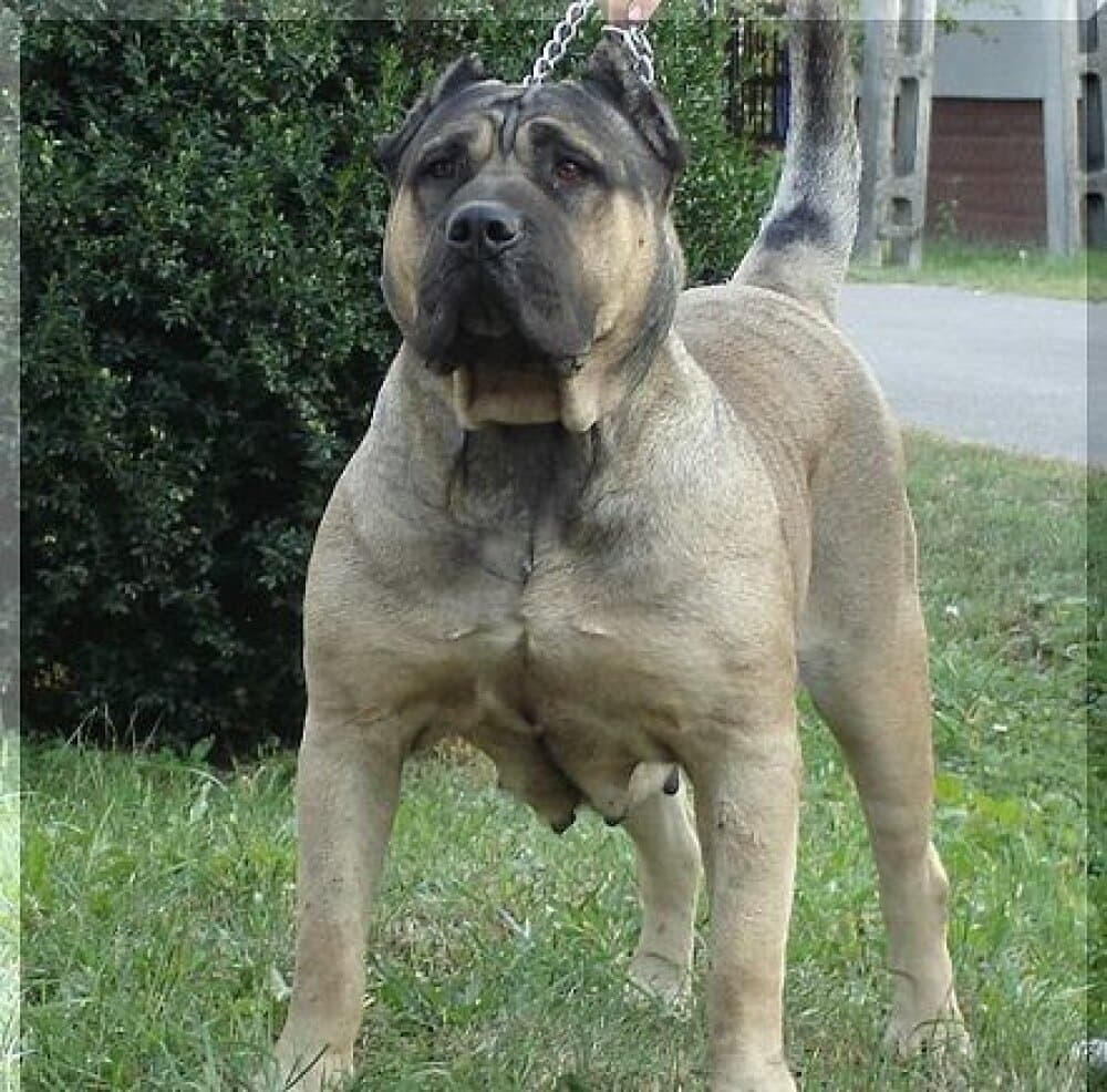 EL CRANERO DURO MESSO 1