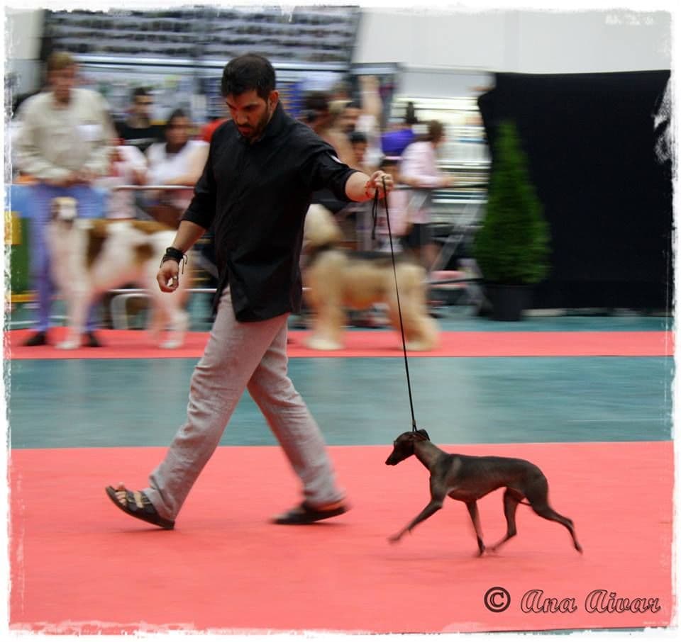 Azabache I De Junior's Can 1