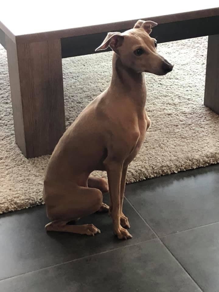 Rufus Cana del Vento I 1