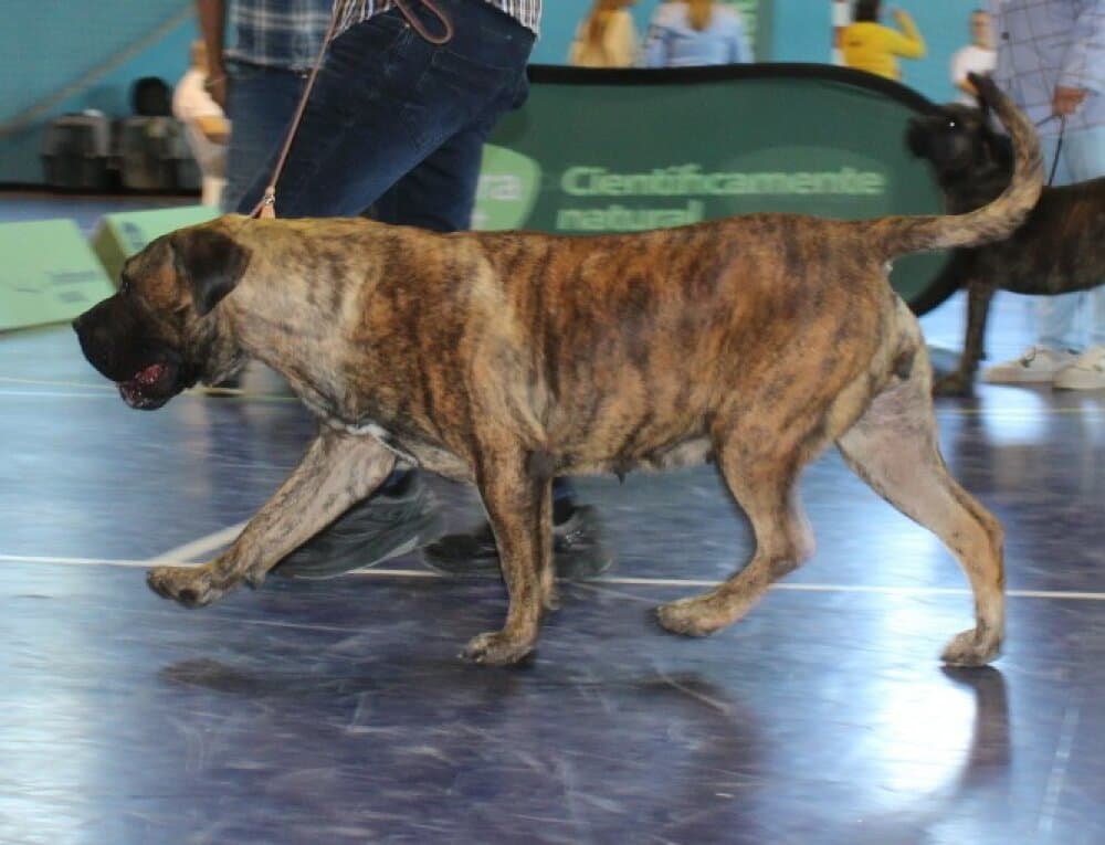 GALGA DE SELECTA ADEJE 1