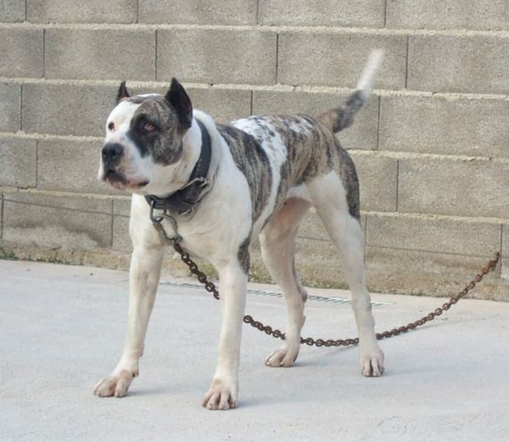 XENA DE LA DONACIO 1