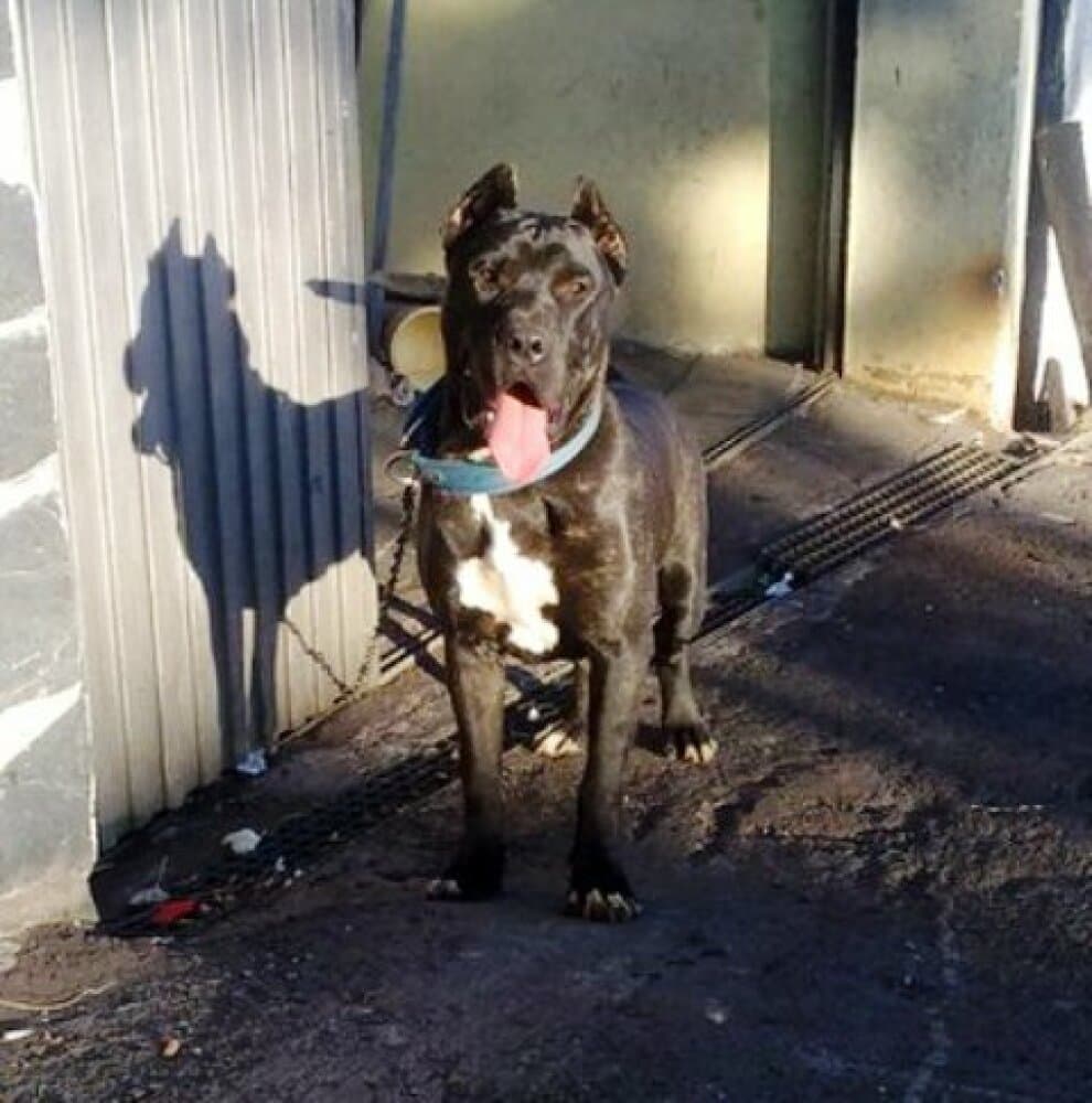 TAGORO DE PERRO DE LA TIERRA 1