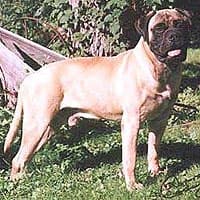 DOX SPEAR OF LOKI 1