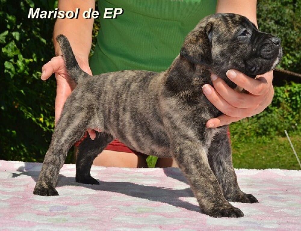 MARISOL DE ETERNA PRIMAVERA 1