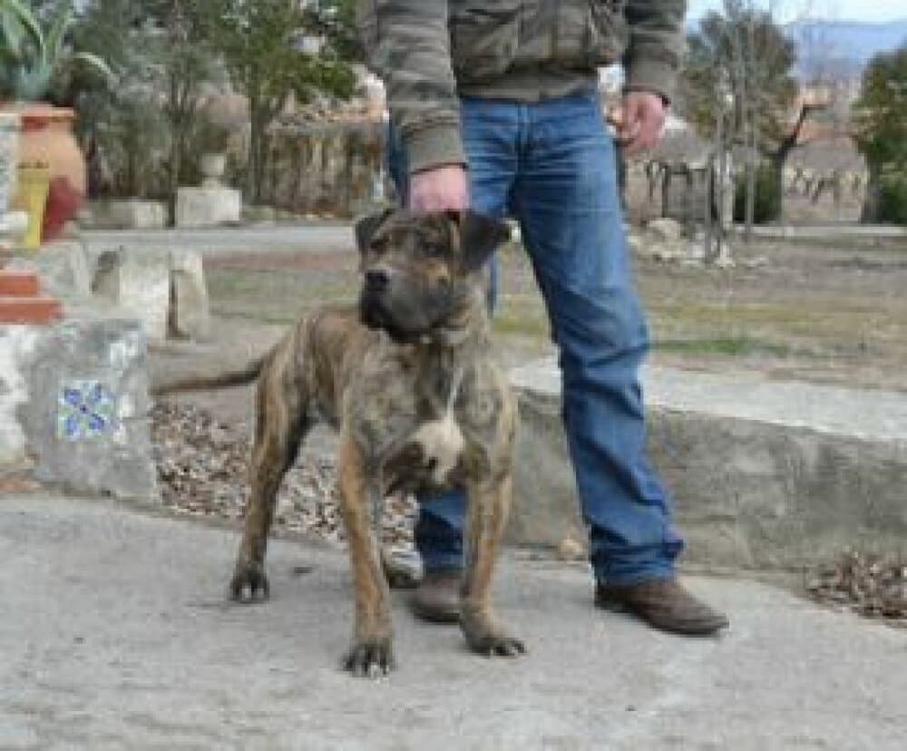 TUNDRA DE IRON BULL (ASIA) 1