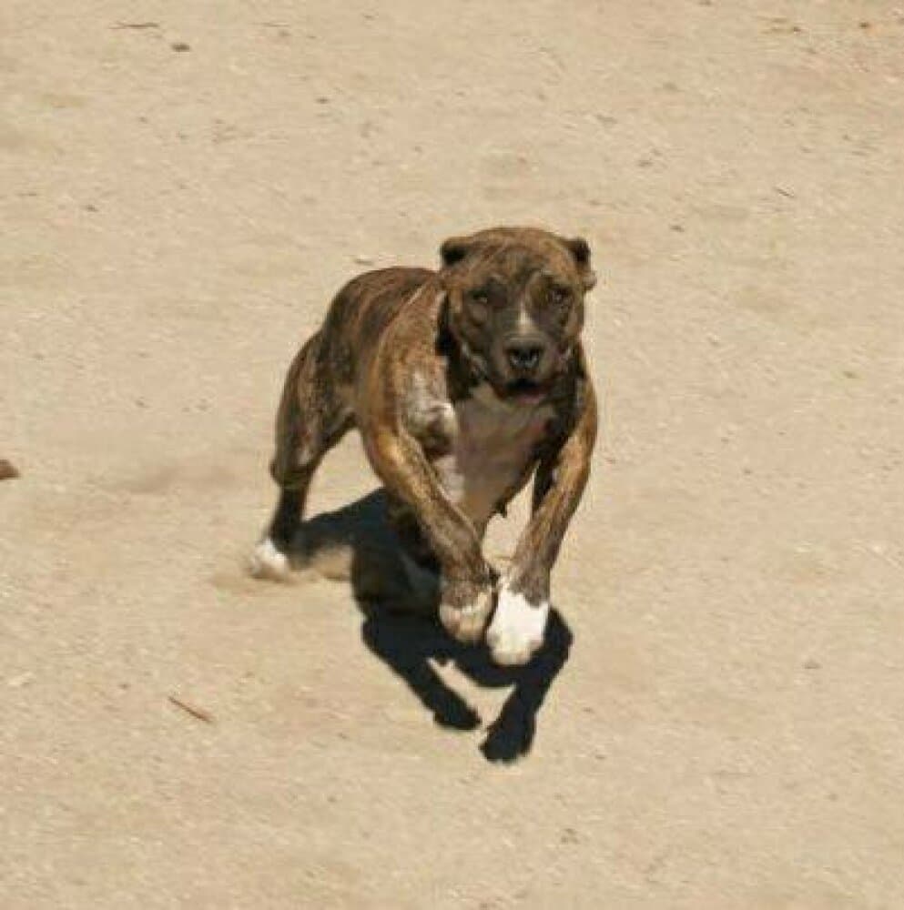 AHINOA DE KING ZULU 1