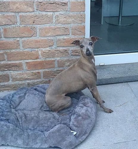 Dogcastle's Nothing But Trouble 1