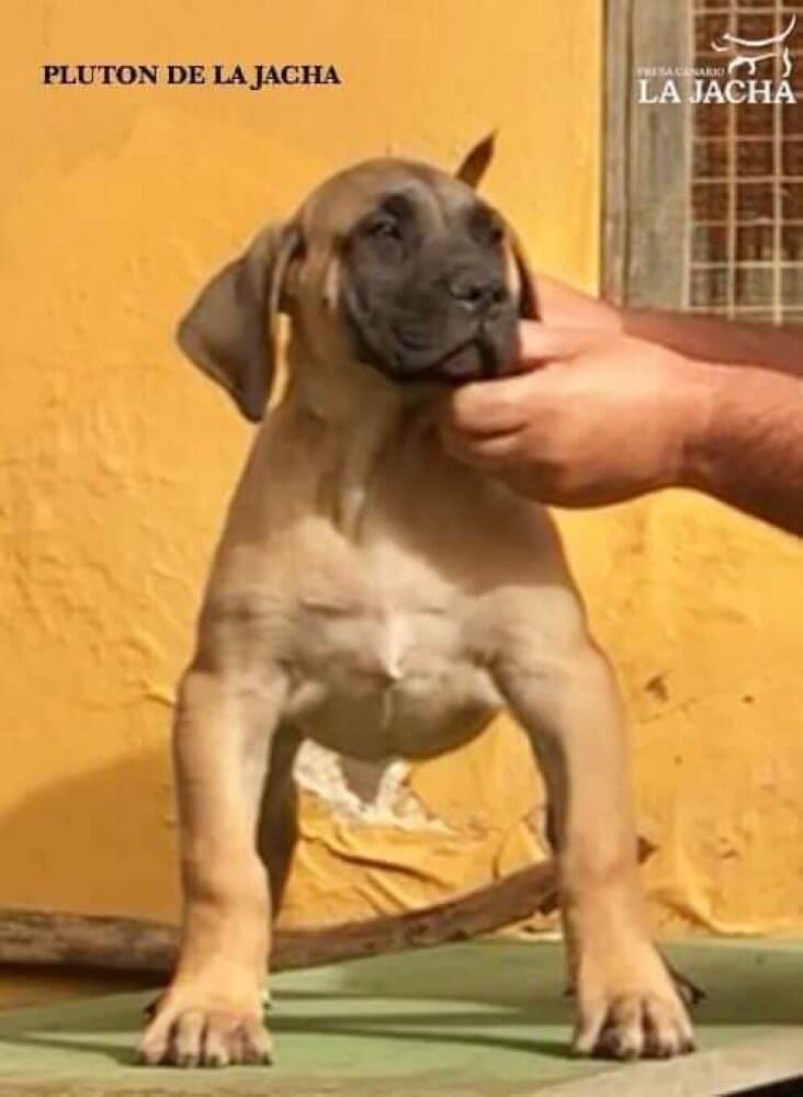 PLUTON DE LA JACHA 1