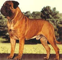 BLACKSLATE'S BOSTON BRAHMIN 1