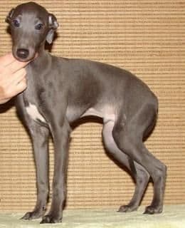 Astra Bravissimo Keanu 1