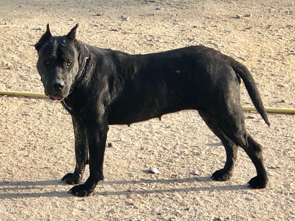 MONICA DE KING ZULU 1