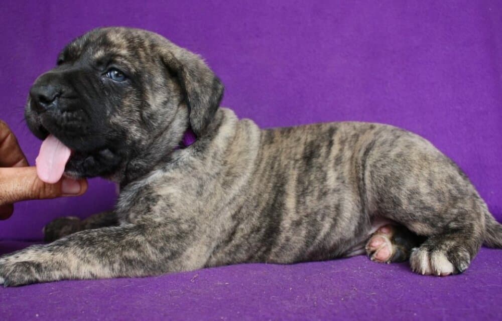 BOSS BULL CANARIO RONIN 1