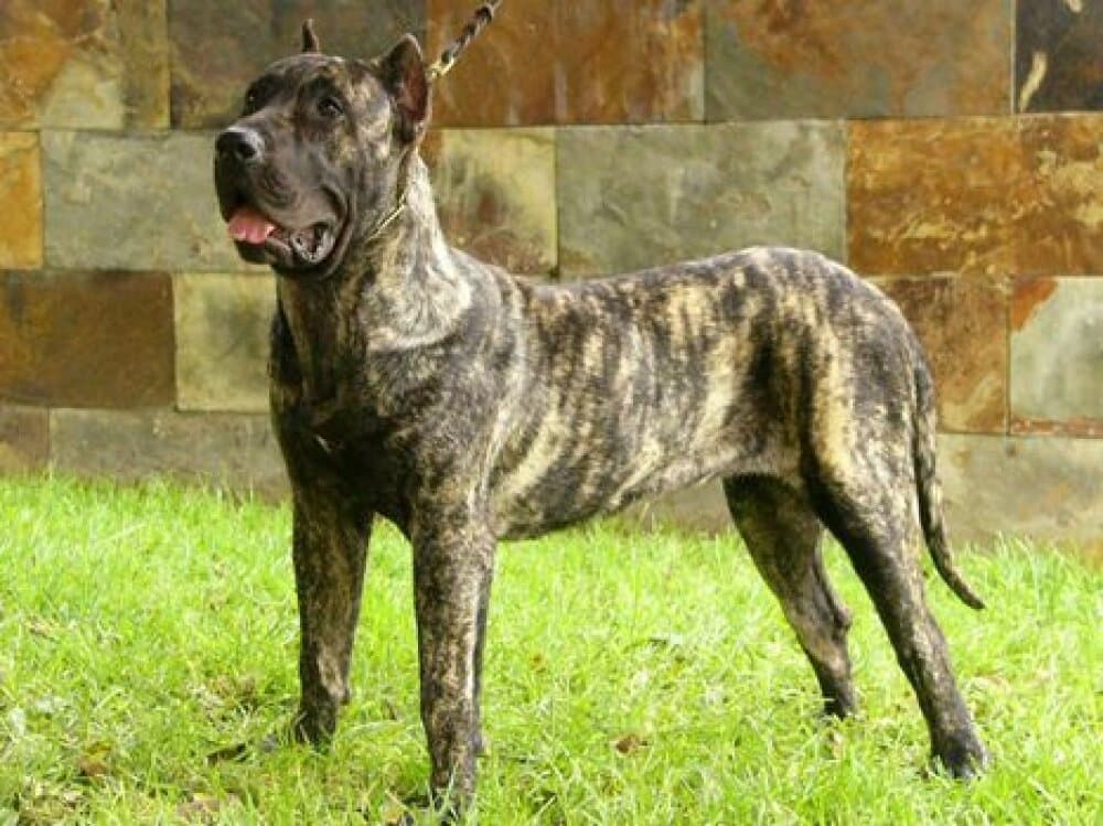 KALA DE CIELO DE CANARIAS 1