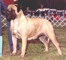 TRUGRIT'S PRIDE AND JOY 1