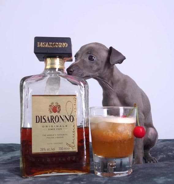 Amaretto Sour Des Jolis Diablotins 1