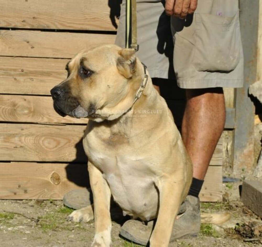 AITANA DE KING ZULU 1