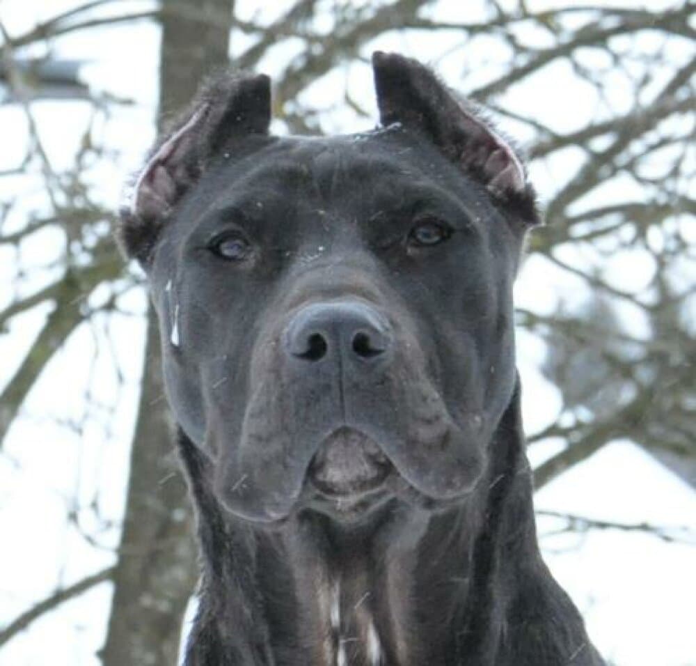 SAGITARIO DE PERRO DE LA TIERRA 1