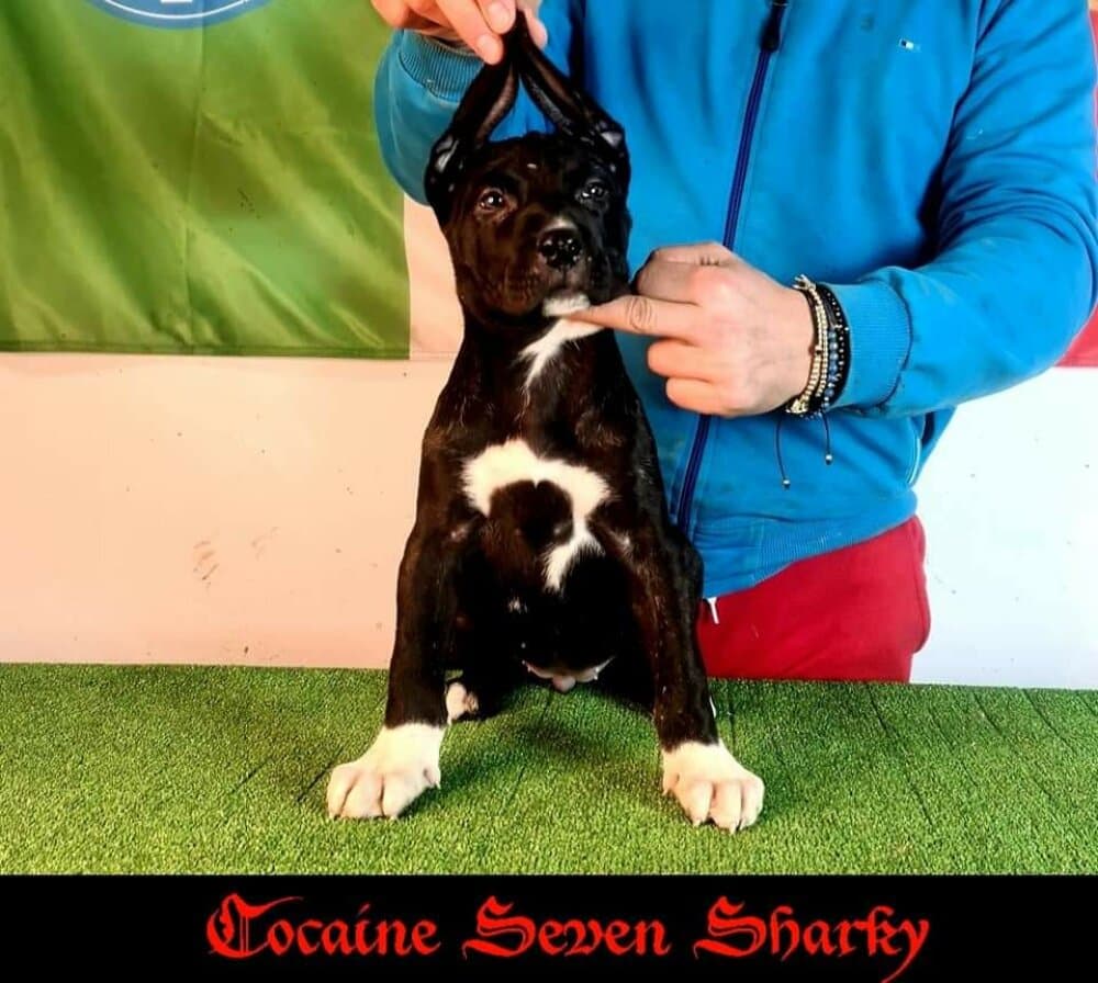 COCAINE OF SEVEN SHARKY DINASTY 1