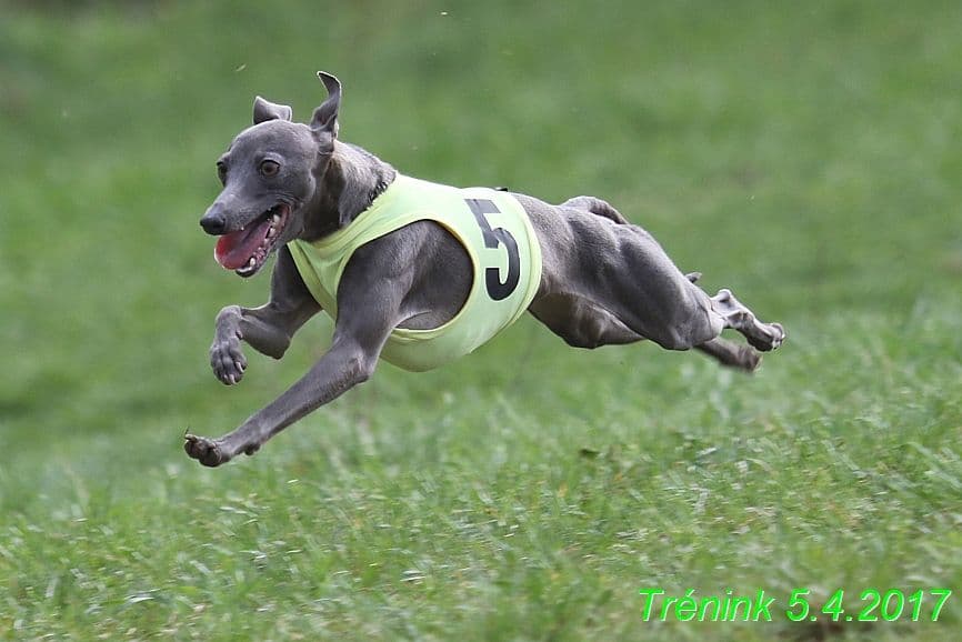 Hannach Feritte Bugsy 1