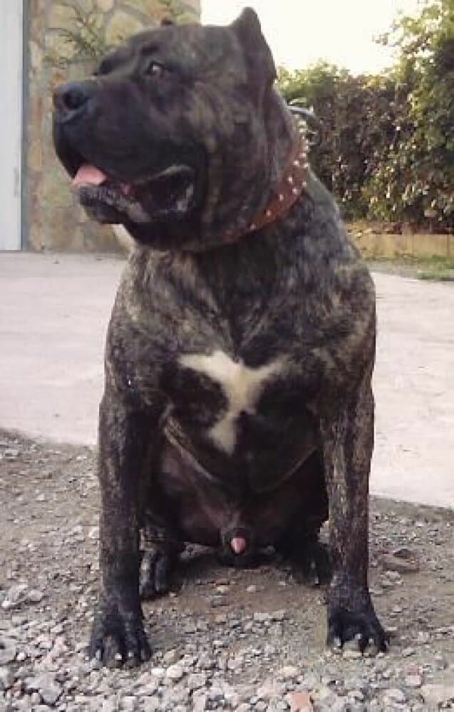 IRK DE DOG REAL 1