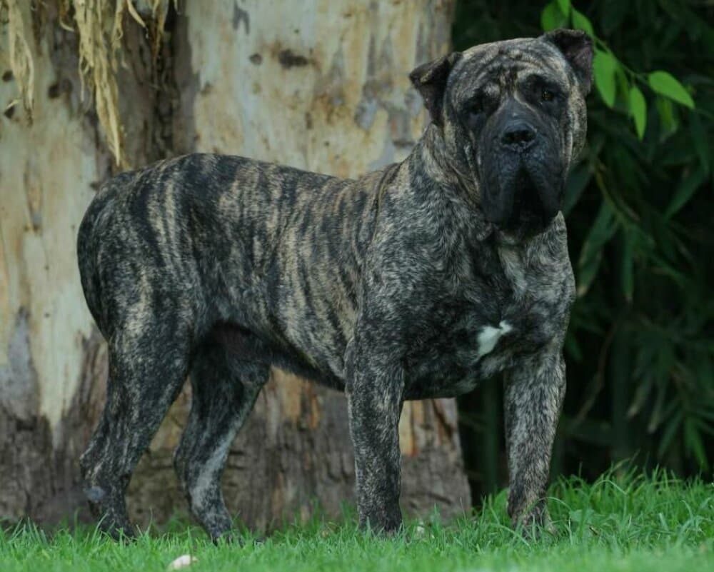 TAMAN DE BARNACAN BULL 1