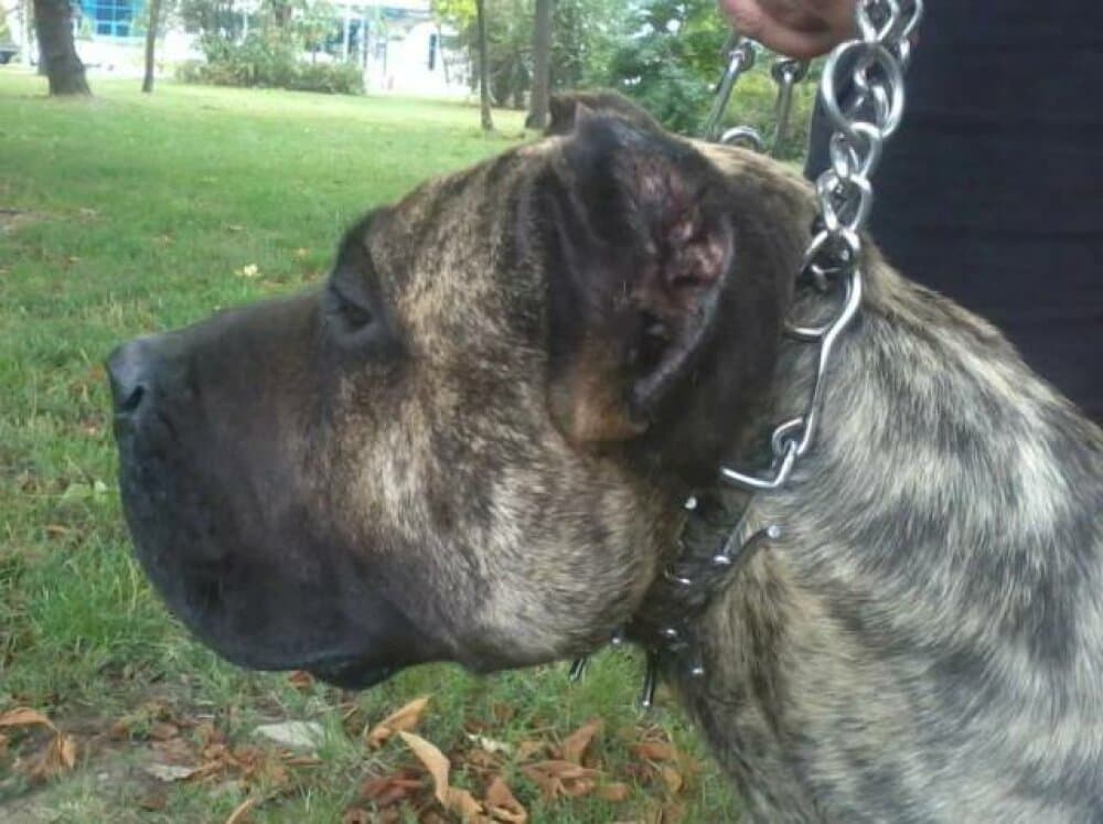 BOSS BULL CANARIO GRINGO 1
