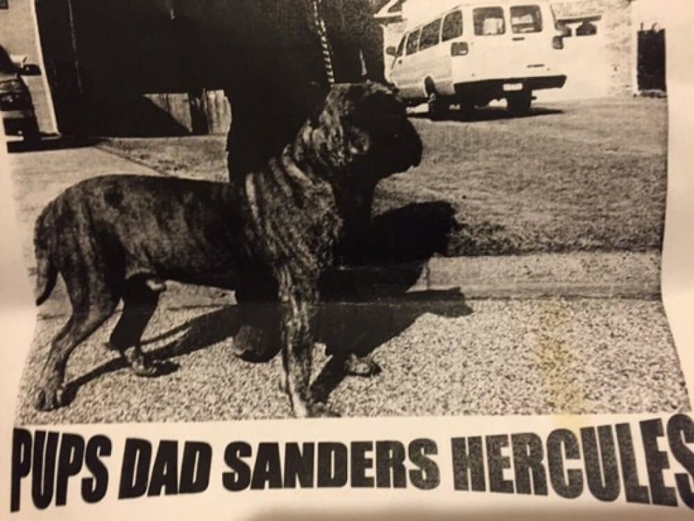 SANDERS HERCULES 1