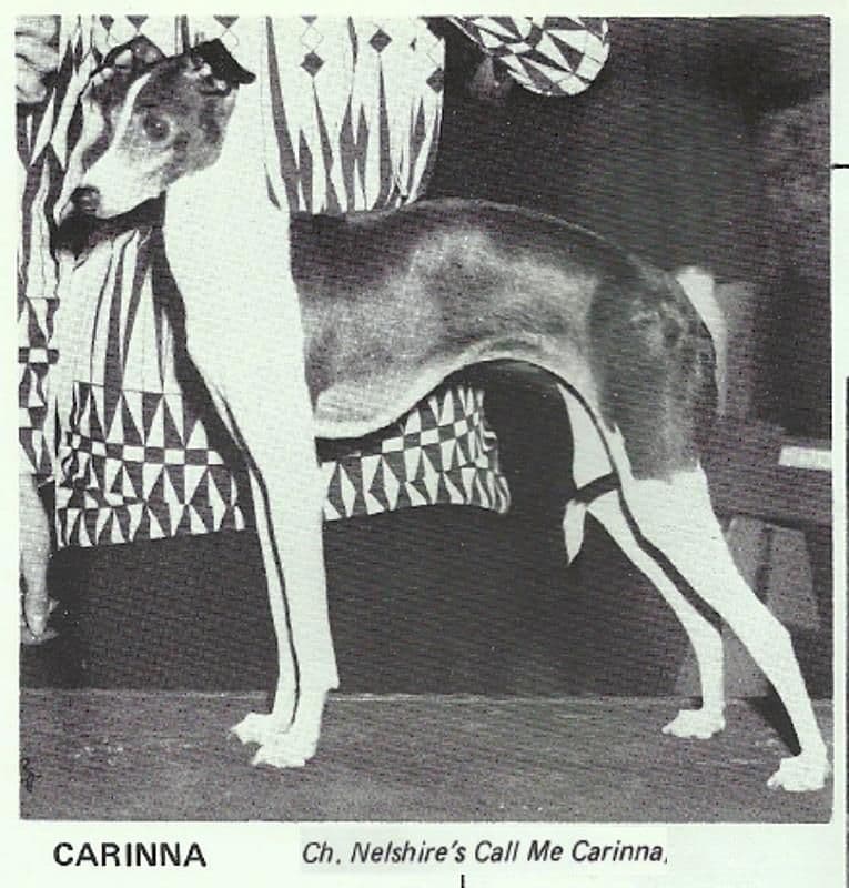 Nelshire's Call Me Carinna 1