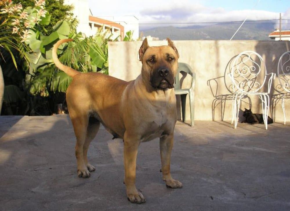 GARAFRA DE GAREHAGUA 1
