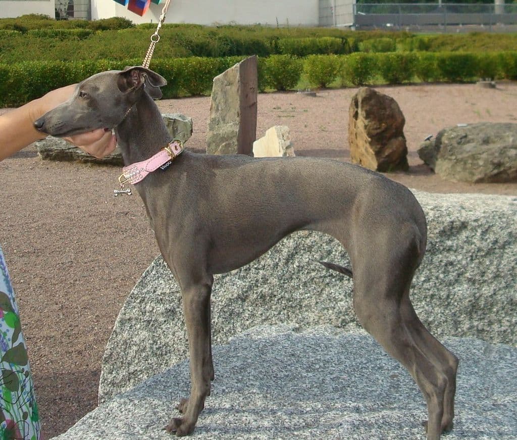 Angelo Celeste Europa 1