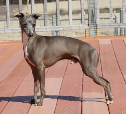 Marchwind Bruno Gianni 1