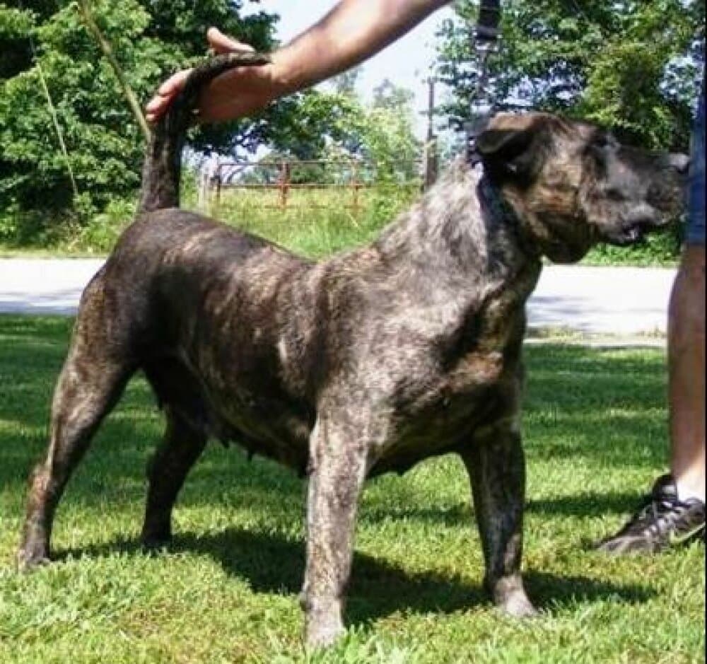 IRENA DE CANMUC (IRINA) 1