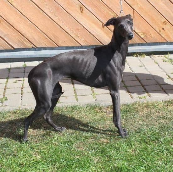 Yuliett Precioso na Klínkách 1