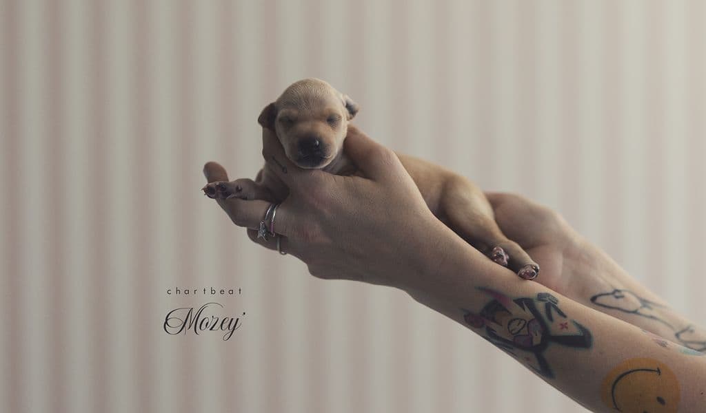 Chartbeat Mozey' 1