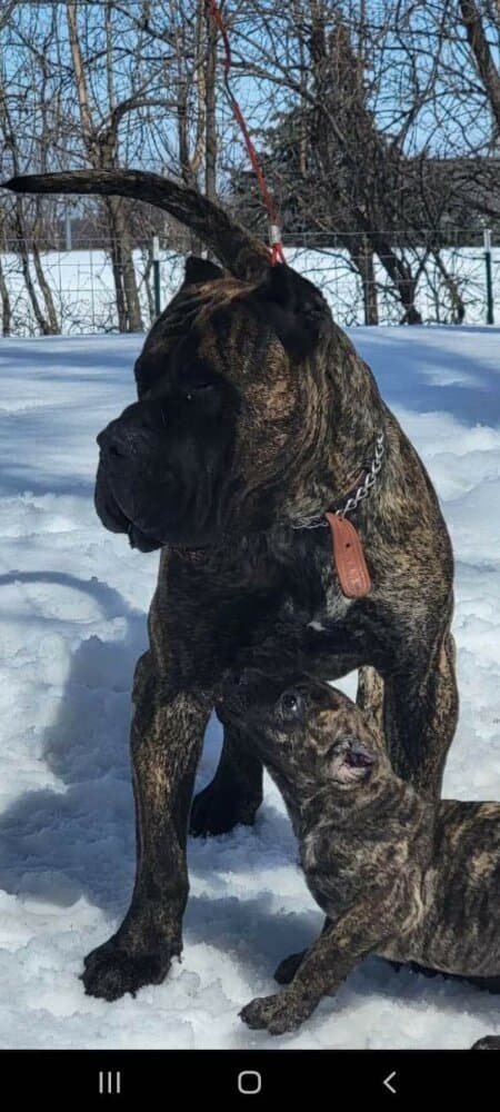 PREMIER PRESA CAIN 1