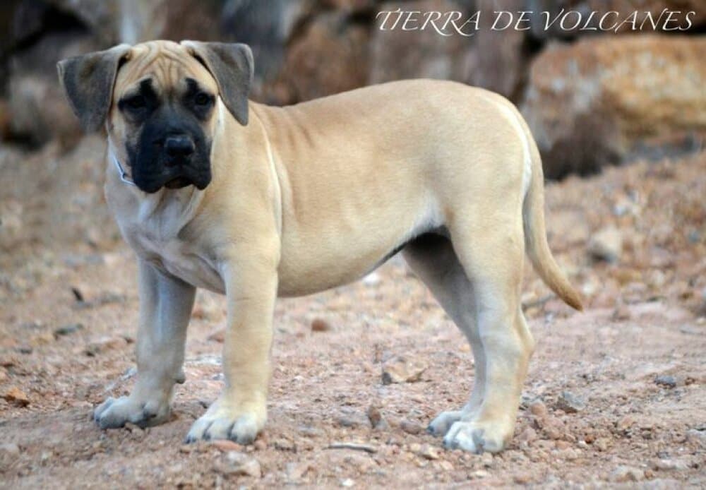 BIMBA DE ABORIGEN DE ATGUAXONA 1