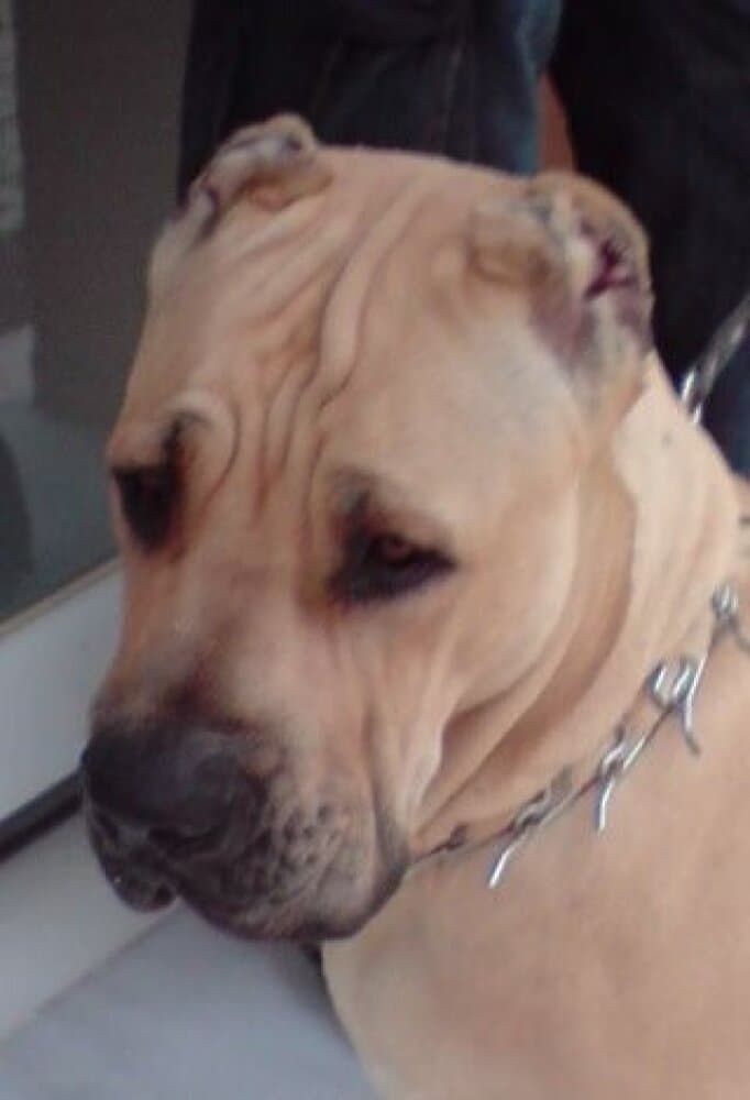 CHICO DE KING ZULU 1