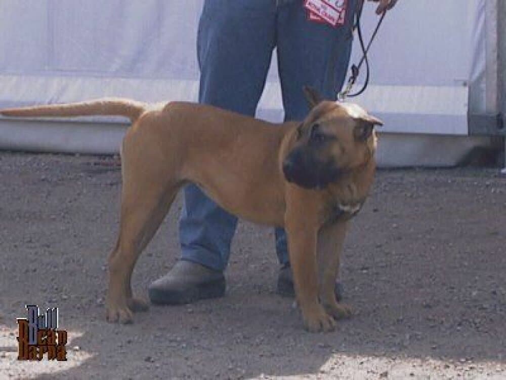 NALA DE BARNACAN BULL 1
