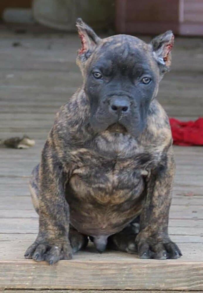 STEEL JAW'S GORDO 1