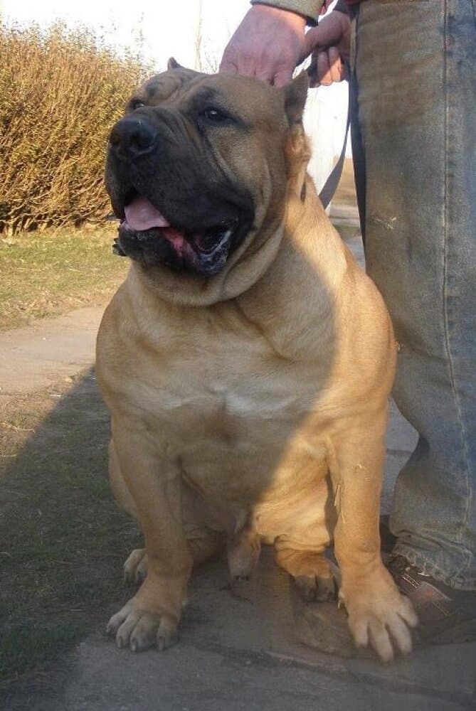 BOSS BULL CANARIO ARGO 1