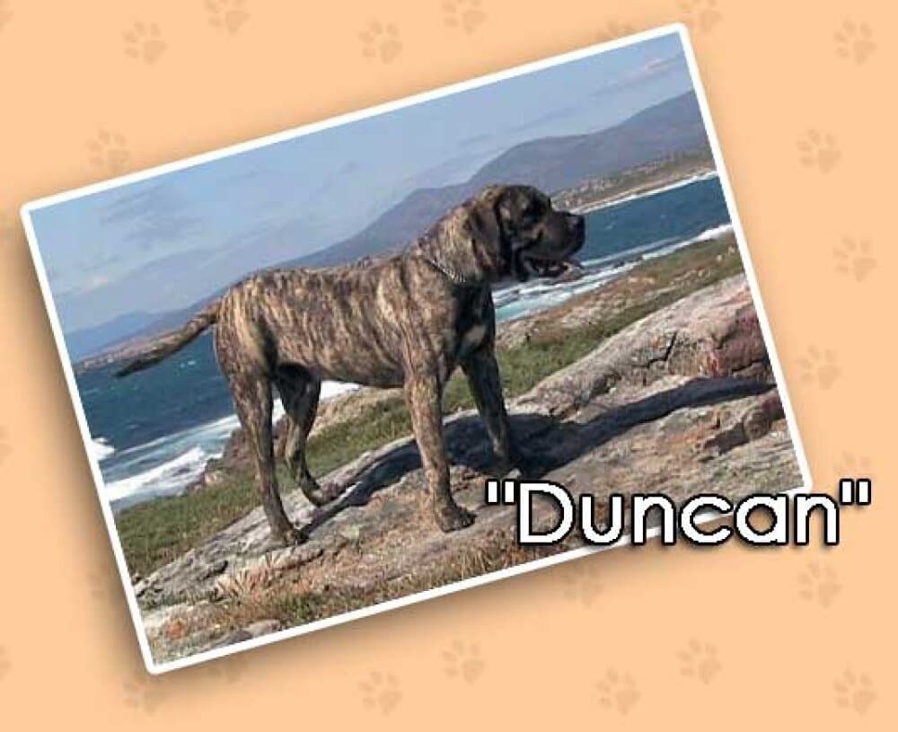 DO GALINEIRO DUNCAN 1