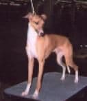 Greybull's Dashing Dakota 1