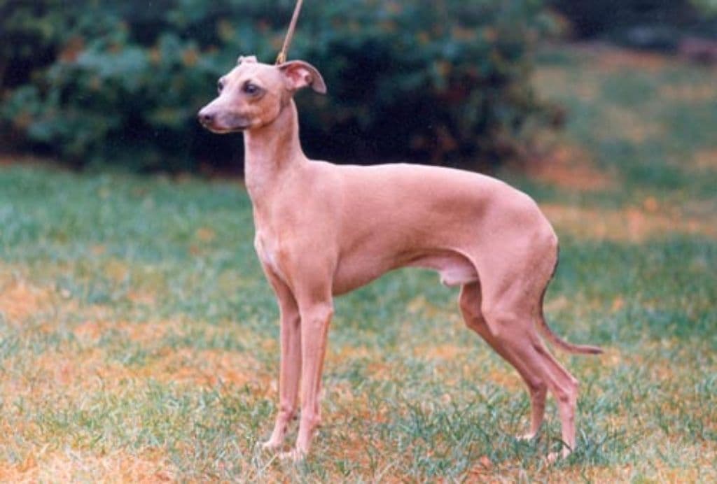 Il Cagnolino Duciano 1