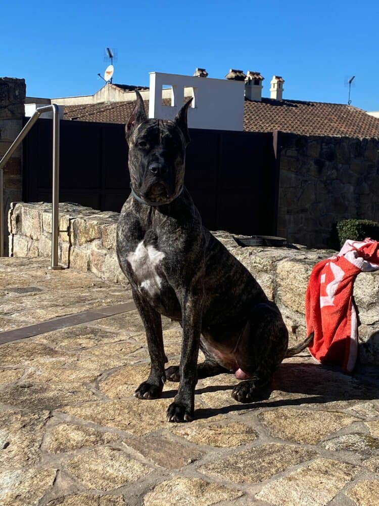 KALA DE SPARTA WILDBOYZ 1
