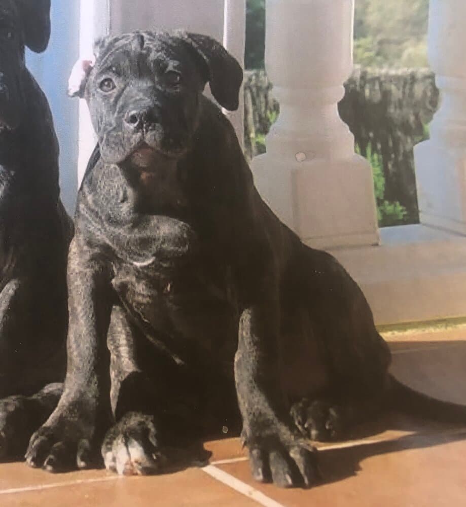 NORA DE KING ZULU 1