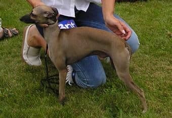 Axel Neel Bugsy 1