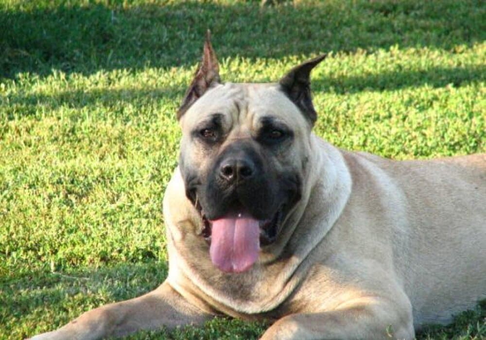 PERLA 1